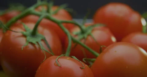 Cherry tomatoes on a branch with camera zoom Stock Footage 310956914