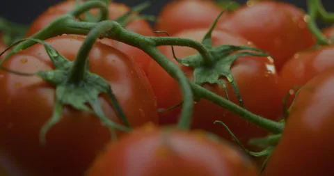 Cherry tomatoes on a branch close-up with camera span Stock Footage 310957161