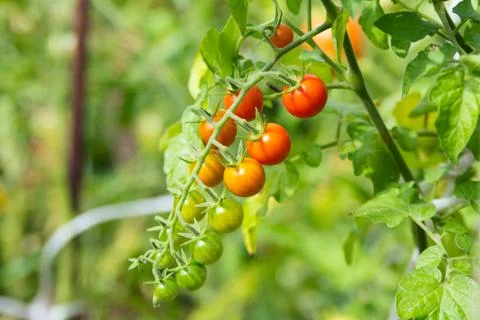 Cherry tomatoes on branch Stock Photos