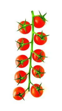 Cherry tomatoes branch Fotos Stock