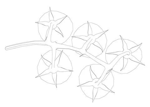 Cherry tomatoes branch vector line art illustration. Contour drawing art Stockillustratie