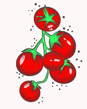 Cherry tomatoes on a branch. Vector. Small red tomatoes. Farming tomato. Stock Illustration