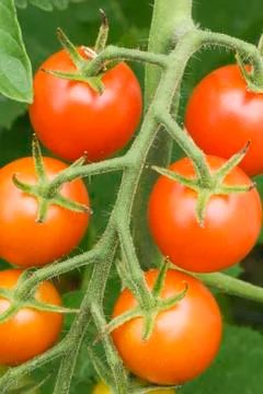 Cherry tomatoes close up Stock Photos