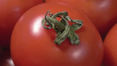 Cherry tomatoes close up. Ripe vegetables. Miniature vegetable. Stock Footage 144341151
