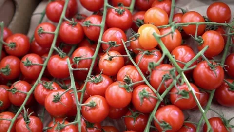 Cherry tomatoes close-up. Rotating red cherry tomatoes as a background video Video stock 189859109