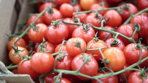 Cherry tomatoes close-up. Rotating red cherry tomatoes as a background video Stock Footage 192060559