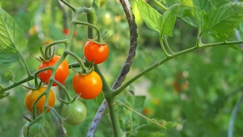 Cherry tomatoes cluster, being watering in slow motion Stock Footage 112762726