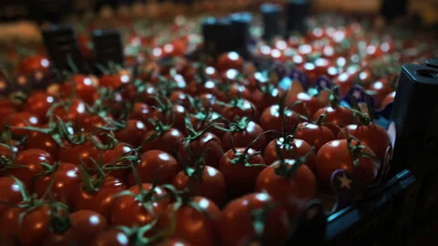 Cherry tomatoes in a crate ready to be shipped. Stock Footage 99533400