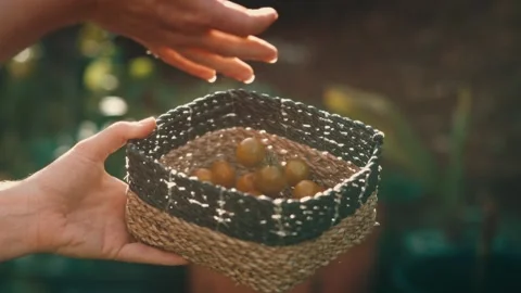 Cherry Tomatoes Dropped into Woven Basket During Sunlit Backyard Garden Harvest Vídeos de archivo 342588920