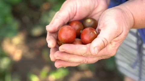 Cherry tomatoes in female hands. Slow motion Stock Footage 80051258