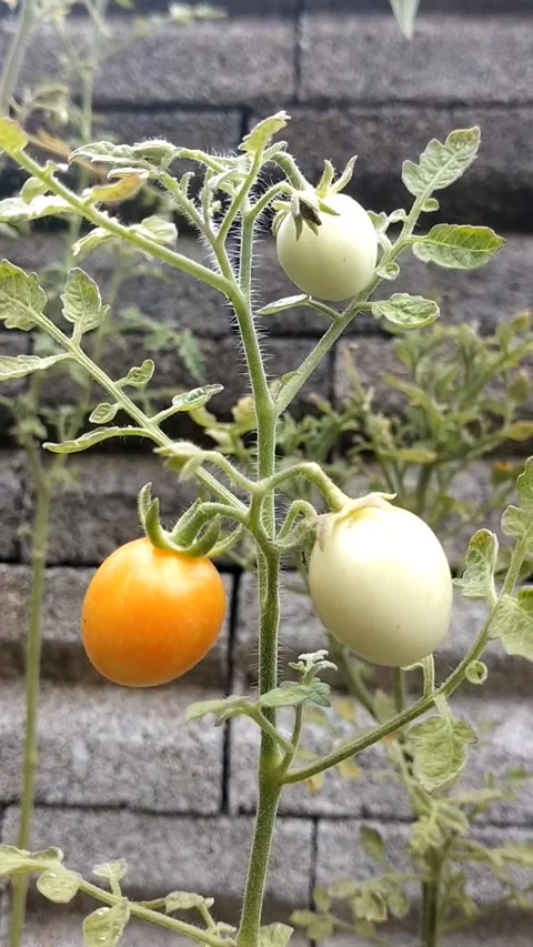 Cherry tomatoes Stock Footage 325979031