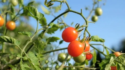 Cherry Tomatoes Garden Stock Footage 79444564
