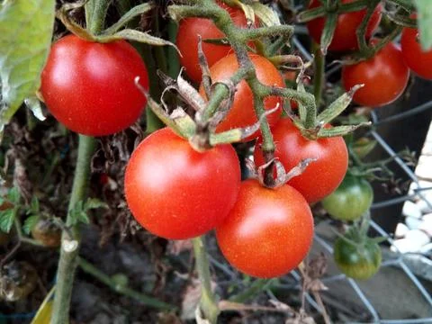 Cherry tomatoes in the garden Фото