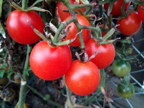 Cherry tomatoes in the garden 库存照片