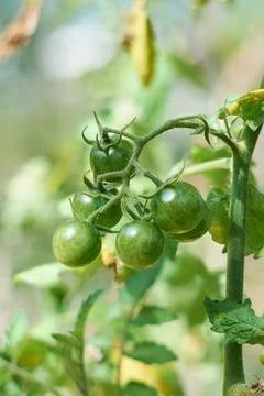 Cherry tomatoes in the garden Stock Photos