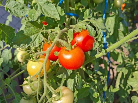 Cherry tomatoes in the garden Stock Photos