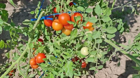 Cherry tomatoes in the garden. Video with cherry tomatoes Stock Footage 280544183