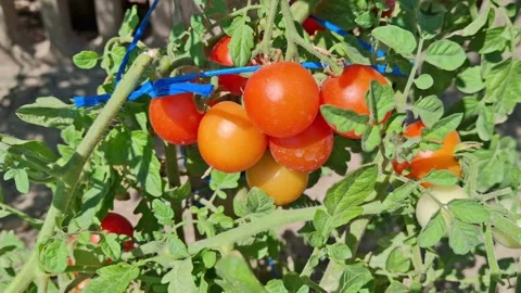 Cherry tomatoes in the garden. Video with cherry tomatoes Stock Footage 280544187