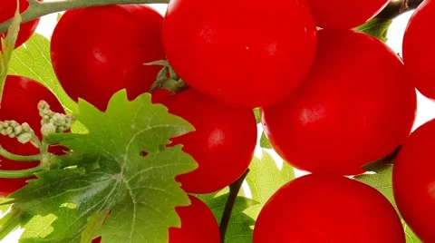 Cherry tomatoes on green branch Vídeos de archivo 42855613