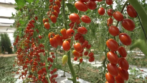 Cherry tomatoes in a greenhouse Stock-Footage 141997914