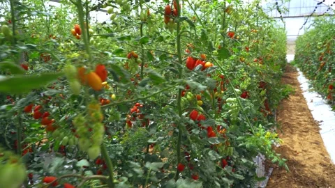Cherry tomatoes in a greenhouse Video stock 141998012