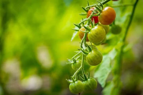 Cherry tomatoes growing in different stages with blurry background. Stock Photos