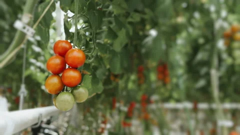 Cherry tomatoes growing in a greenhouse. Video stock 277598581