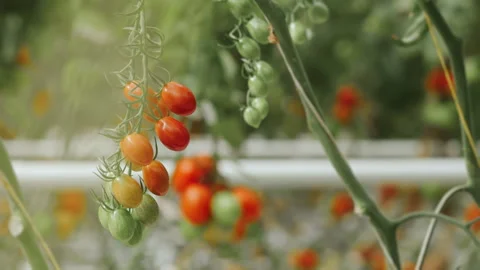 Cherry tomatoes growing in a greenhouse. Stock Footage 277598698
