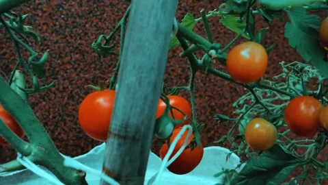 Cherry tomatoes growing in a pot Stock Footage 244704358