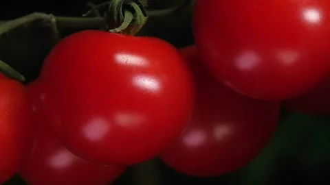 Cherry tomatoes hanging on the branches, tomatoes in a greenhouse Stock Footage 265141404