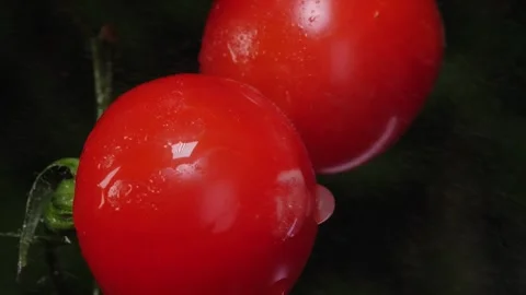 Cherry tomatoes hanging on the branches, tomatoes in a greenhouse Stock Footage 266560967