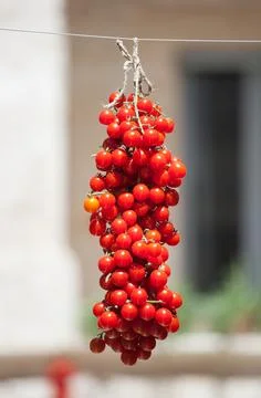 Cherry tomatoes hanging for drying. 스톡 사진