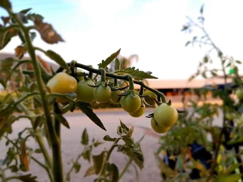 Cherry tomatoes on hanging in the plant. Stock Photos