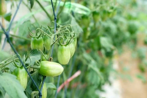 Cherry tomatoes hanging on tree Stock Photos