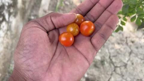 Cherry Tomatoes Held in Hand Close-Up Stock-Footage 321629975