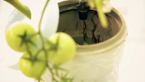 Cherry tomatoes on hydroponics Stock Footage 151482410