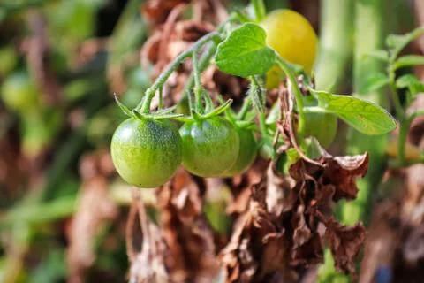 Cherry tomatoes infront of a dead brown branch Stock Photos