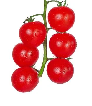 Cherry tomatoes isolate on white. A branch of six ripe red tomatoes. Stock Photos