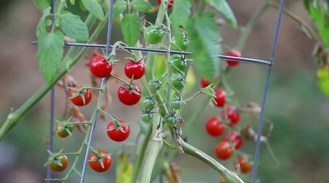 Cherry tomatoes in late summer Stock Footage 67633260