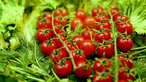 Cherry Tomatoes in Lettuce, Close-up, Spin. Vegetables, Ripe Tomatoes, Isolated. Stock Footage 211318428