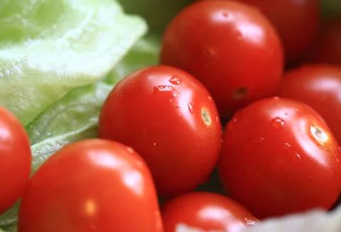 Cherry tomatoes on lettuce Photos