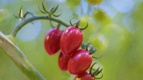 Cherry tomatoes look like little red hearts, red hearts on a branch, heart Stockbeeldmateriaal 257454845