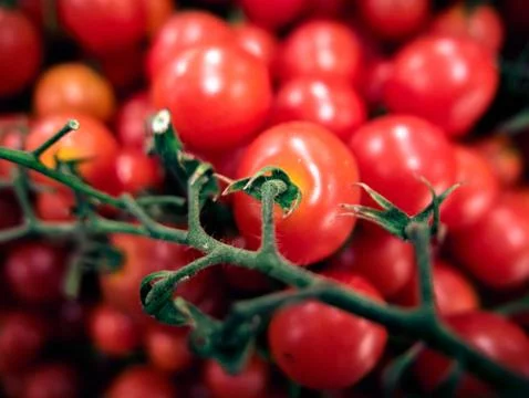 Cherry Tomatoes Macro 写真素材