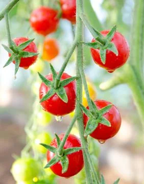 Cherry tomatoes Fotos Stock