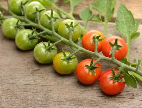Cherry tomatoes Stock Photos