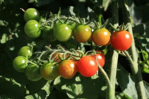 Cherry tomatoes Stock Photos
