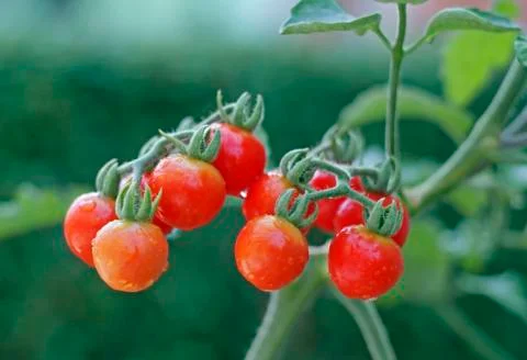 Cherry tomatoes Stock Photos