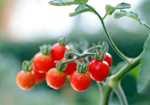 Cherry tomatoes Stock Photos