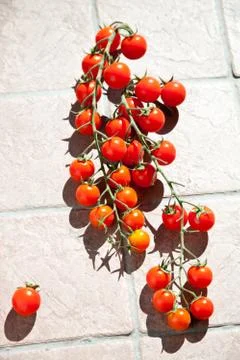 Cherry tomatoes Stock Photos
