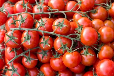 Cherry tomatoes Stock Photos